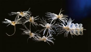 Apolemia uvaria, un animal marin gélatineux qui vit en colonies populeuses