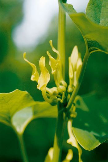 Aristoloche Les végétaux, inventeurs du parfum