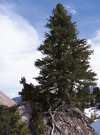 Arole au pied des Gastlosen Balade au pied des Gastlosen