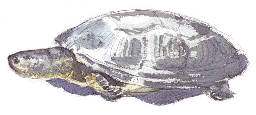 L'atterrissage des migrateurs à Genève