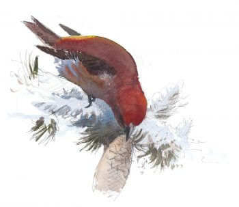 Bec-croisé des sapins mâles en train de décortiquer un cône d'épicéa. Observer les habitants de l'épicéa