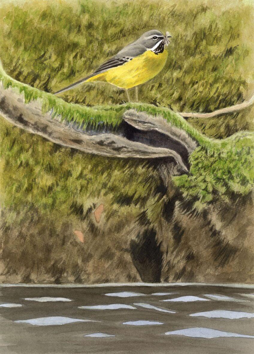 Bergeronnette, cincle et autres oiseaux de rivière