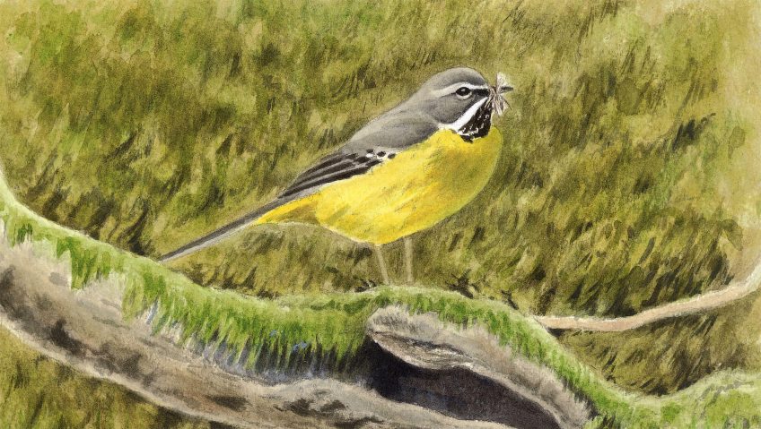 Bergeronnette, cincle et autres oiseaux de rivière