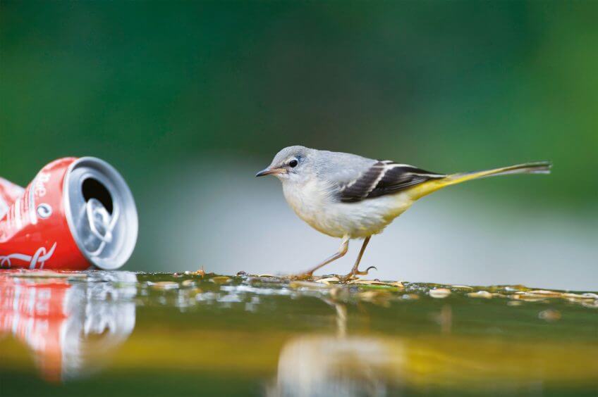 Bergeronnette des ruisseaux à côté d'une canette Paris sauvage