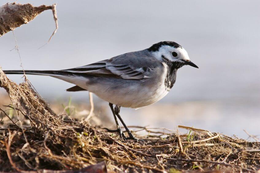 Balade le long de la Drôme