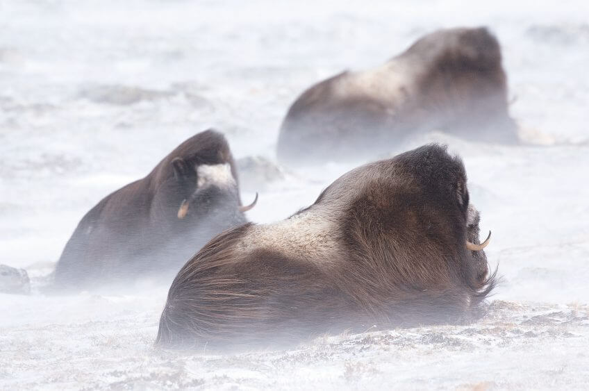 Bœuf musqué
 Survivants fascinants au temps des mammouths