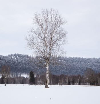 Bouleau pubescent Jura neuchâtelois, le grand frisson