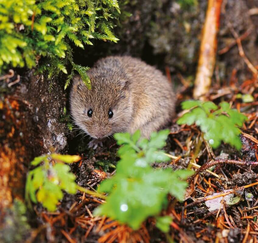 L'effraie, chouette aux nombreuses tactiques