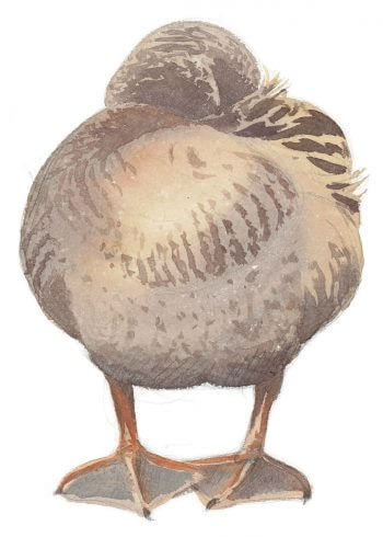 Canard colvert femelle assoupie Jamais sans ma cane