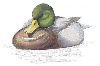 Canard colvert mâle dans son plus beau costume Jamais sans ma cane