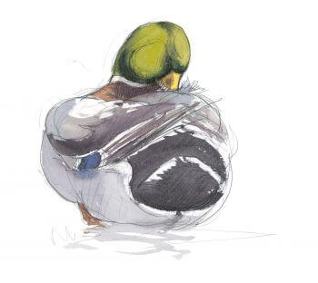 Canard colvert mâle en train de se toiletter. «Le miroir bleu cerné de blanc est un signal visuel important pour la cohésion des vols, même la nuit.» Jamais sans ma cane