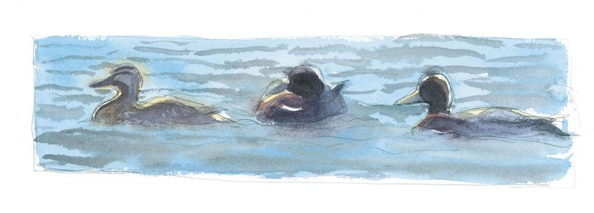 Canards colverts sur l'eau Jamais sans ma cane
