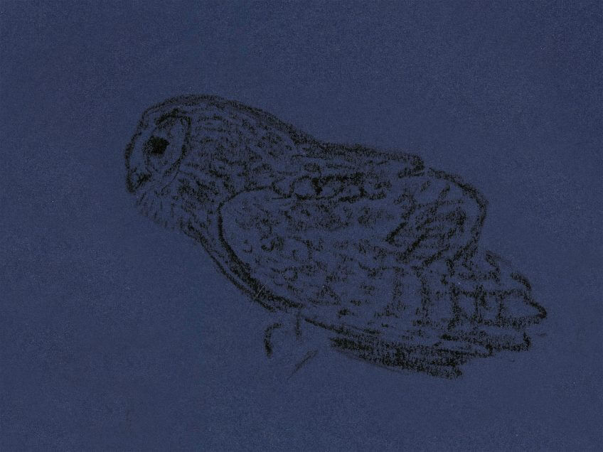 La chouette, bâtie pour la nuit