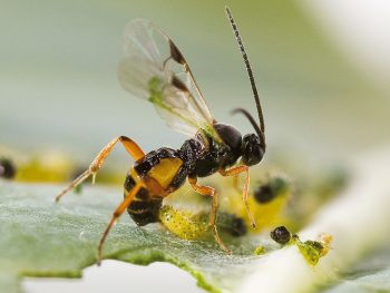 Cette guêpe parasite Cotesia glomerata, pond dans une chenille de piéride du chou. Les végétaux, inventeurs du parfum