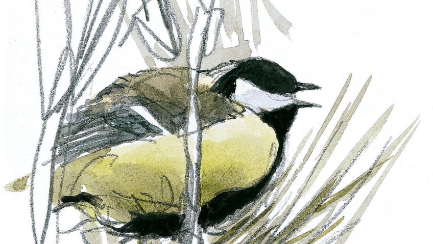 Le chant de bataille de la mésange charbonnière