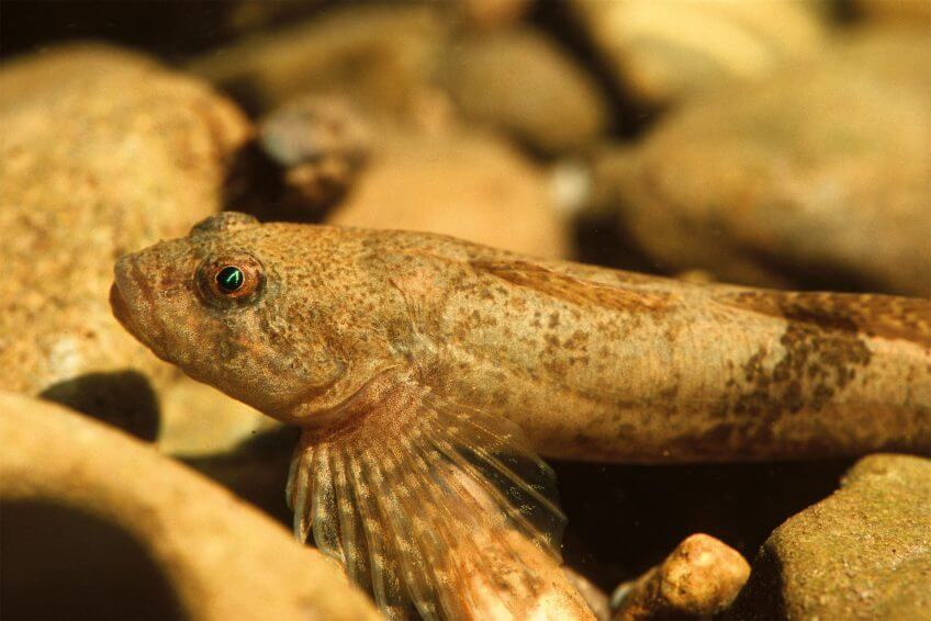 Chabot Le chabot, poisson caillou