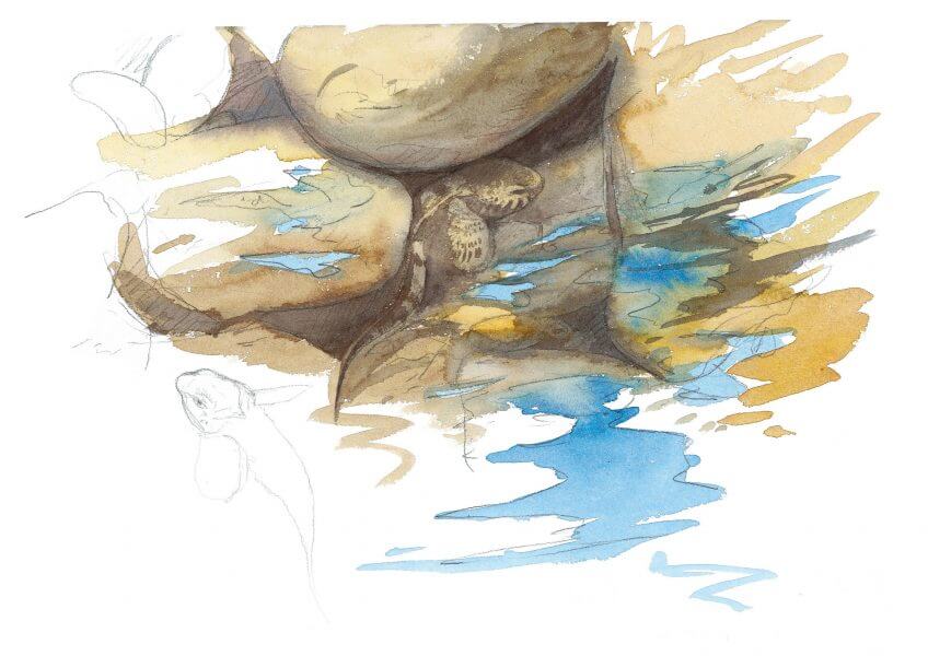 Chabot caché sous un gros galet. Le chabot, poisson caillou