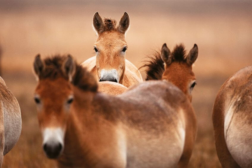 Cheval de Przewalski
Survivants fascinants au temps des mammouths