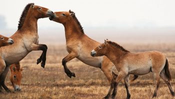 Cheval de Przewalski
 Cheval de Przewalski