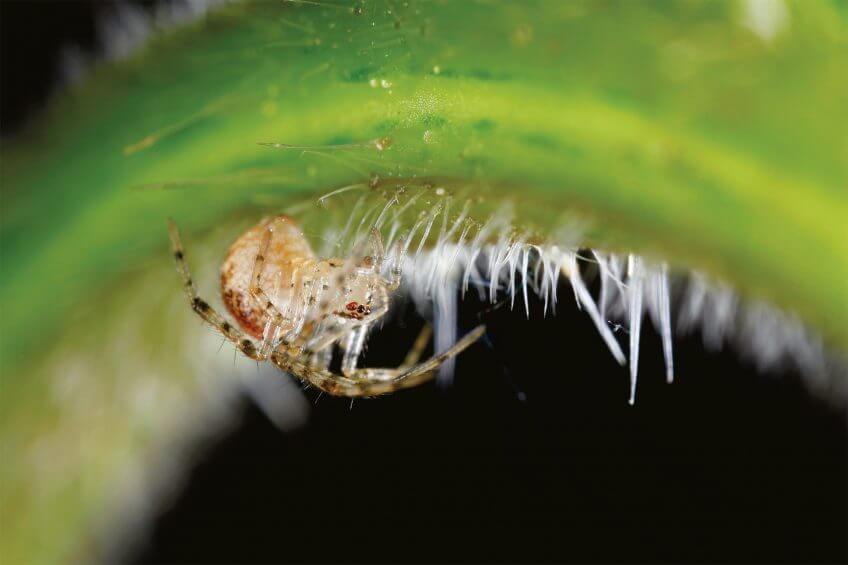 Chez les araignées, les poils sont de véritables organes sensoriels. Fourrure de reines