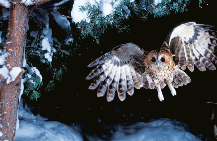 L'effraie, chouette aux nombreuses tactiques