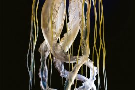 Chrysaora hysoscella (scyphozoaire)
/ © Philippe Wagneur/Museum de Genève