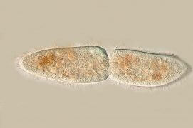 Cilié en division (Paramecium caudatum) / © R. Wagner, W. Bettigofer, J.-M. Babalian, P. Galliker et R. Birke/P. ArnolD (biosphoto)