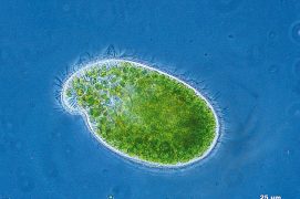 Cilié (Paramecium bursaria) / © R. Wagner, W. Bettigofer, J.-M. Babalian, P. Galliker et R. Birke/P. ArnolD (biosphoto)