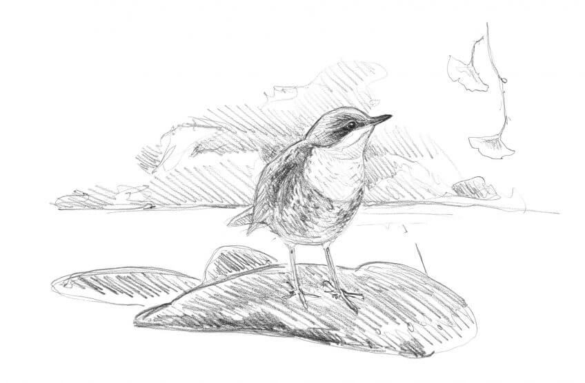 Bergeronnette, cincle et autres oiseaux de rivière