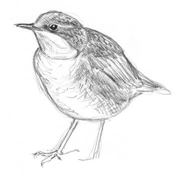 Bergeronnette, cincle et autres oiseaux de rivière