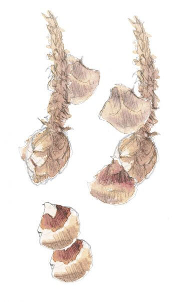 Cône rongé par un écureuil et détail de ses écailles. Observer les habitants de l'épicéa