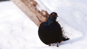 Coq de bruyère mâle Coq de bruyère mâle