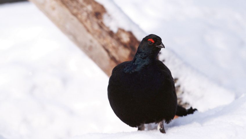 Raquettes à neige respectueuses ?