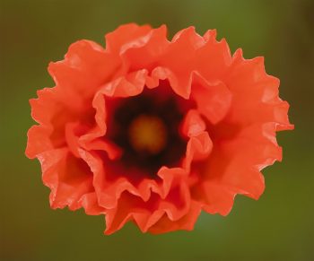 Respirez à plein nez les parfums de la nature