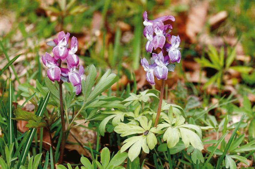 Corydale creux Plantes étonnantes des berges