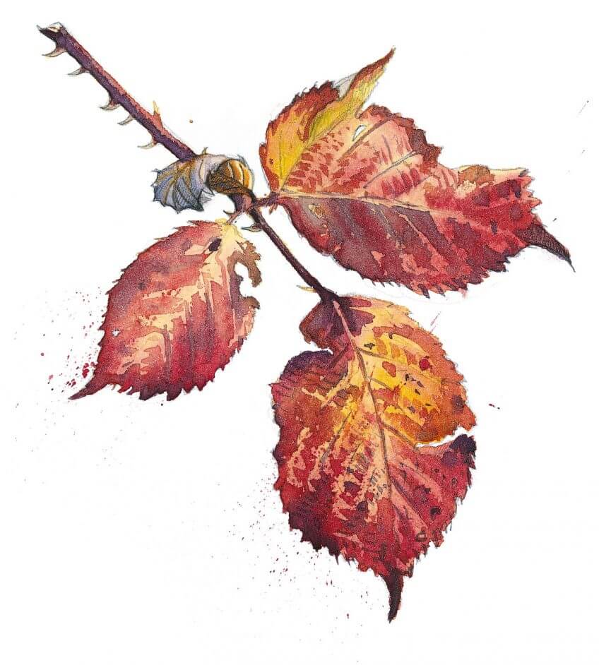 «Couleur des feuilles de la ronce: J'aurais pensé que celles situées à l'extrémité du rameau changeraient leurs teintes en premier. En fait, c'est juste l'inverse!» Quelques activités à faire avec une ronce