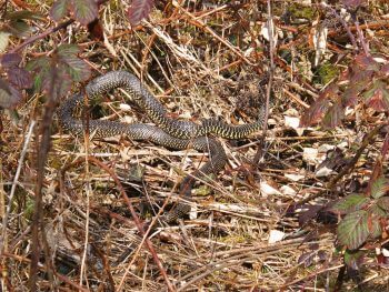 L'atterrissage des migrateurs à Genève