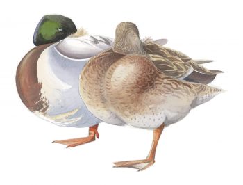 Couple de canards colverts au repos