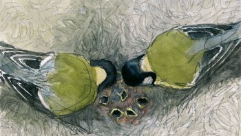 Couple de mésanges charbonnières nourrissant leurs nombreux becs affamés.