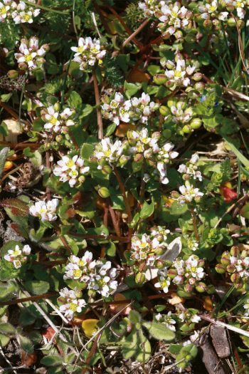 Cranson du Danemark (Cochlearia danica) Des plantes folles de sel