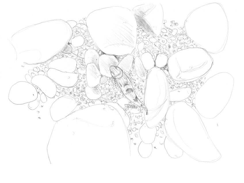 Croquis de chabot Le chabot, poisson caillou