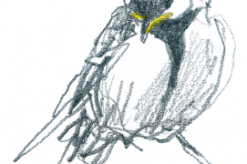 Croquis de mésange charbonnière / © Denis Clavreul