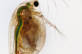 Crustacé cladocère (Daphnia pulex) / © R. Wagner, W. Bettigofer, J.-M. Babalian, P. Galliker et R. Birke/P. ArnolD (biosphoto)