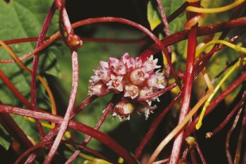 Cuscute Les végétaux, inventeurs du parfum