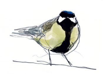 Dans la tête de la mésange charbonnière, ça travaille ?