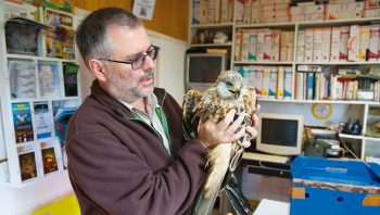 Dans le centre de sauvegarde de la faune sauvage Athénas, Serge Montagnon tente de sauver un milan royal percuté par une ligne à haute tension.