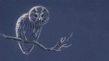 De la tête au bout des plumes, la chouette hulotte est faite pour vivre de nuit.