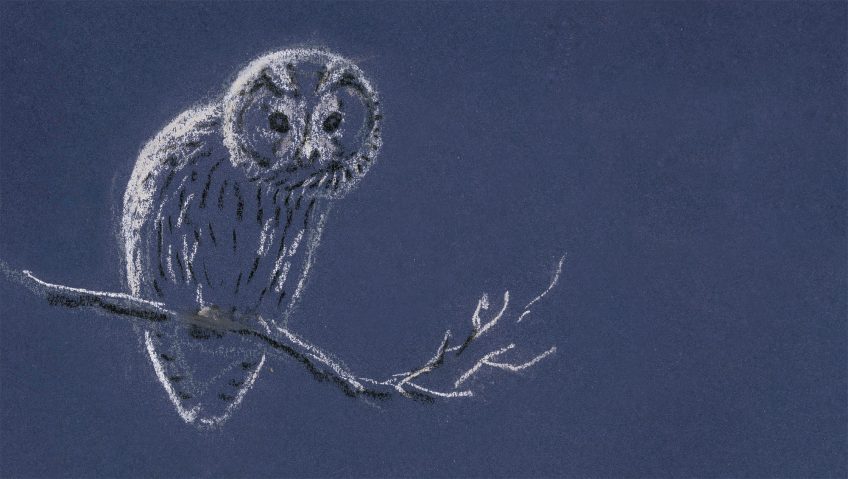 La chouette, bâtie pour la nuit