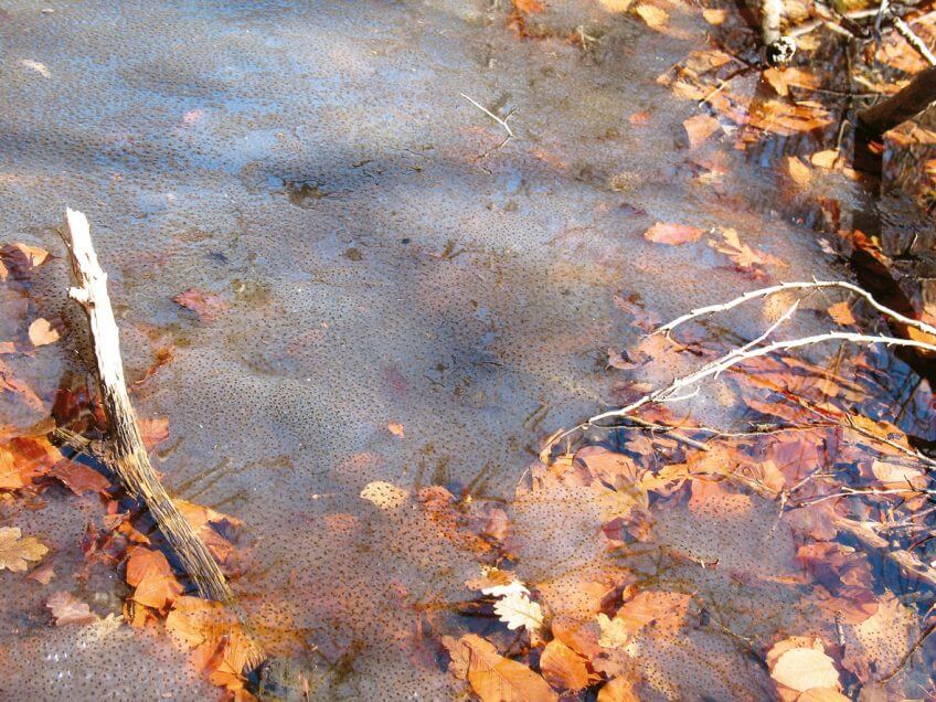 Dès le mois de mars, les mares sont tapissées d’œufs et de têtards de grenouilles rousses. Balade au bois de Chênes de Genolier