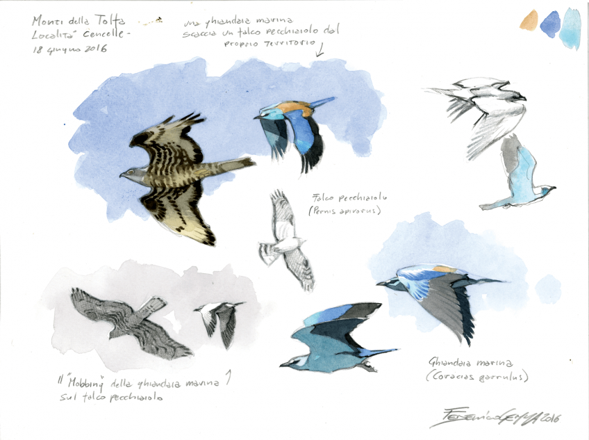 Rollier d'Europe et bondrée apivore